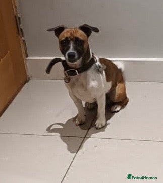 Jack Russell dogs *JackRussell Stud Ronnie* - Advert 11