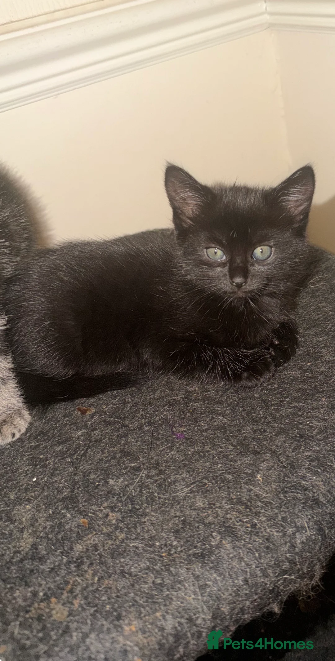 Mixed Breed cats for sale: girl kittens  - Advert 3