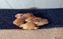 Golden Retriever dogs for sale: Working Golden Retriever pups - 1 BITCH REMAINING - Image 2