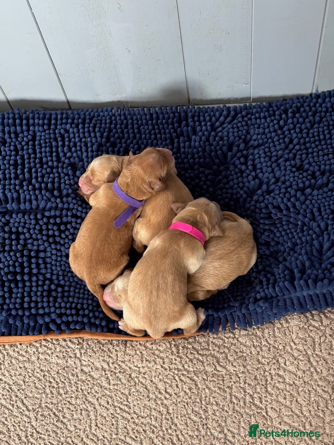 Golden Retriever dogs for sale: Working Golden Retriever pups - 1 BITCH REMAINING - Image 2