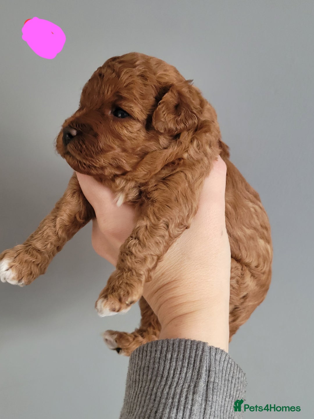 Cavapoo dogs for sale: Adorable mini Cavapoo puppies F1bb - Advert 31
