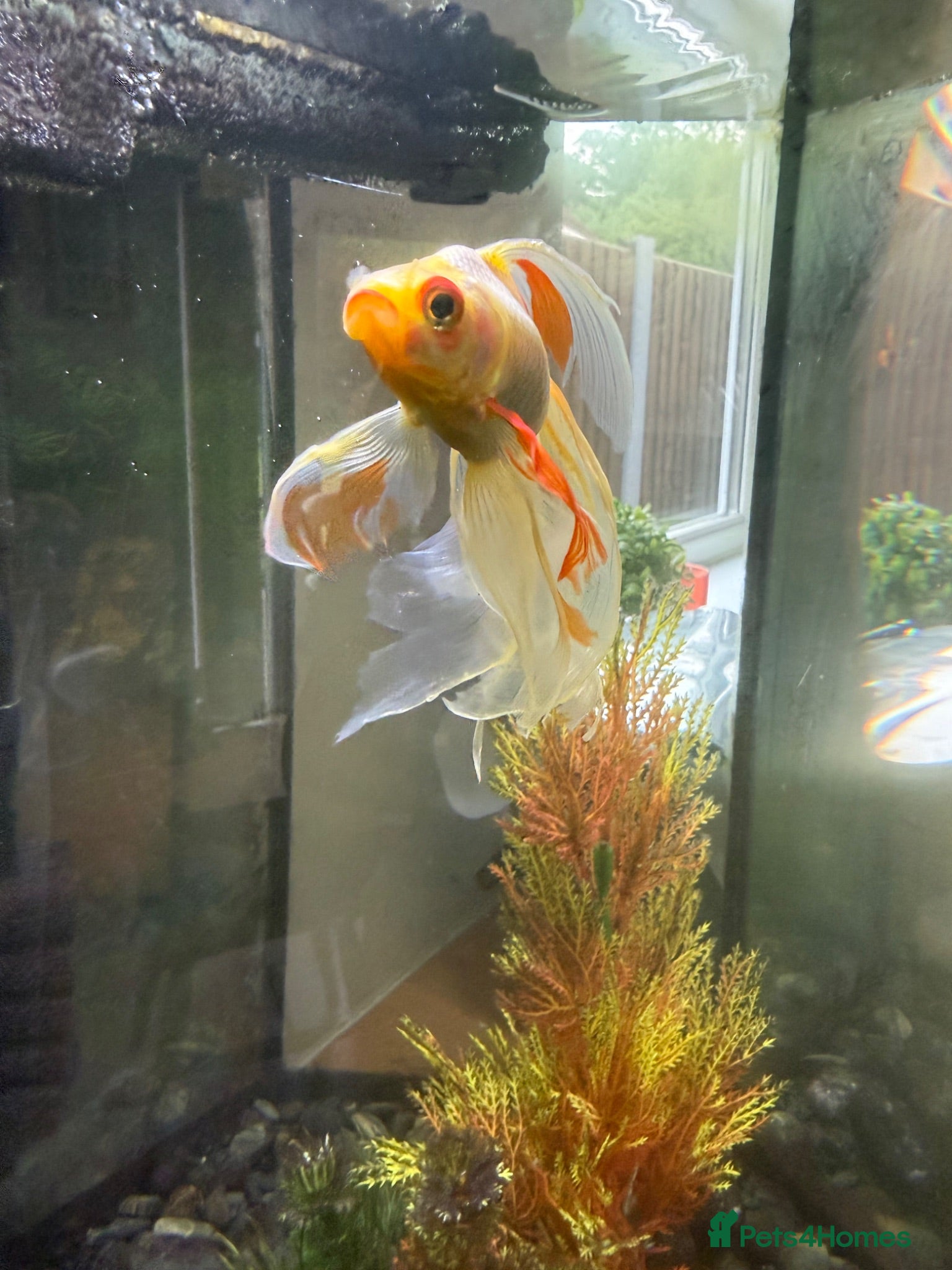 Fancy Goldfish fish Fancy Goldfish for Rehome - Advert 15