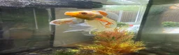 Fancy Goldfish fish for sale: Fancy Goldfish for Rehome in Guildford - Advert 1