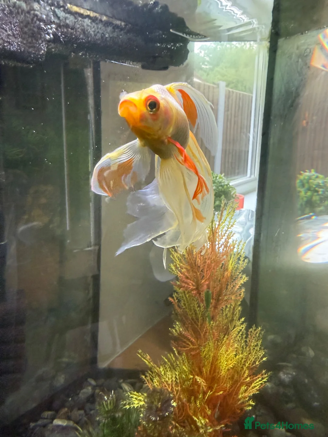Fancy Goldfish fish for sale: Fancy Goldfish for Rehome in Guildford - Advert 1