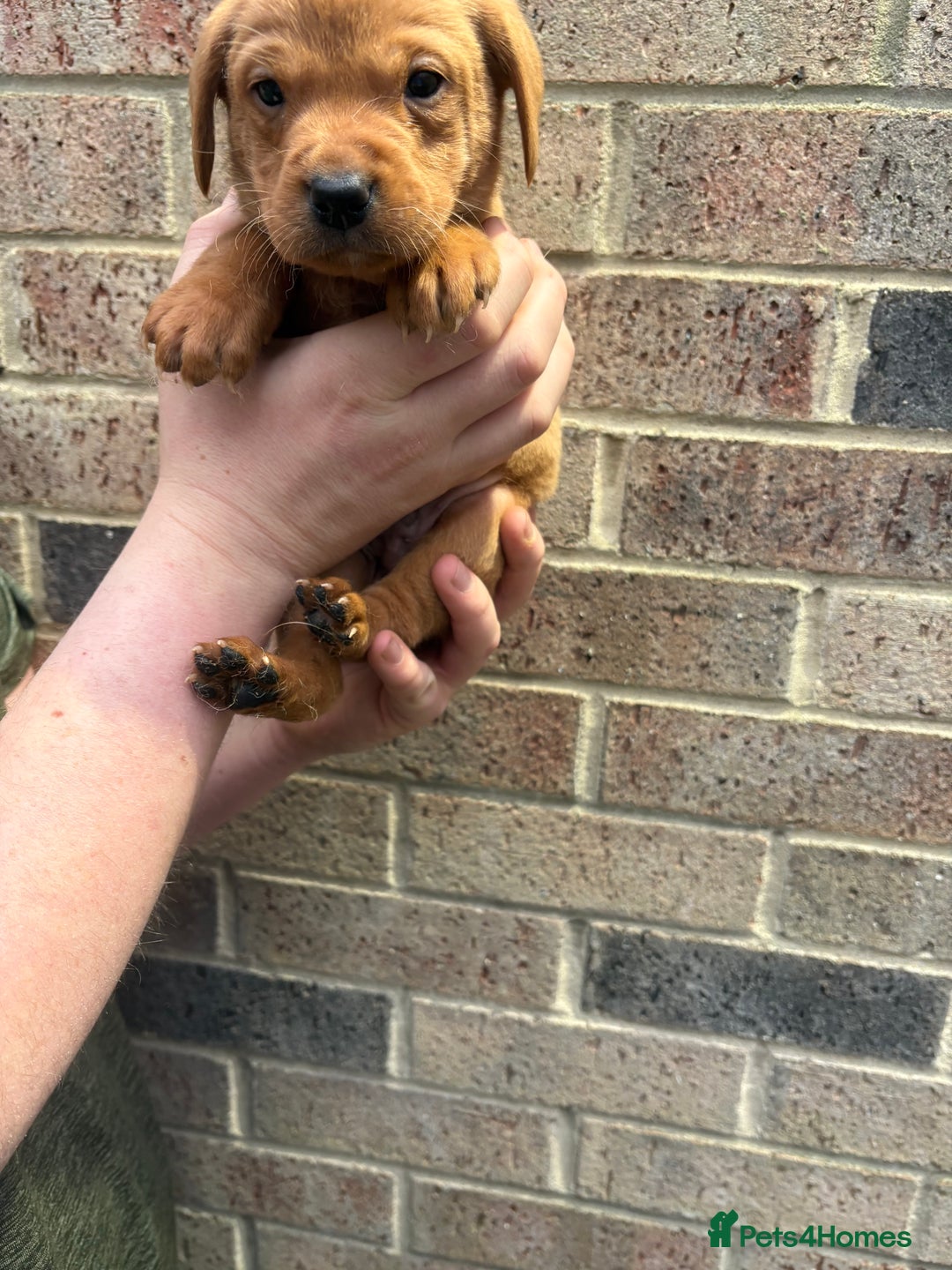 Labrador Retriever dogs for sale: Kc fox red Labrador puppies 4 boys ready to go  - Advert 28