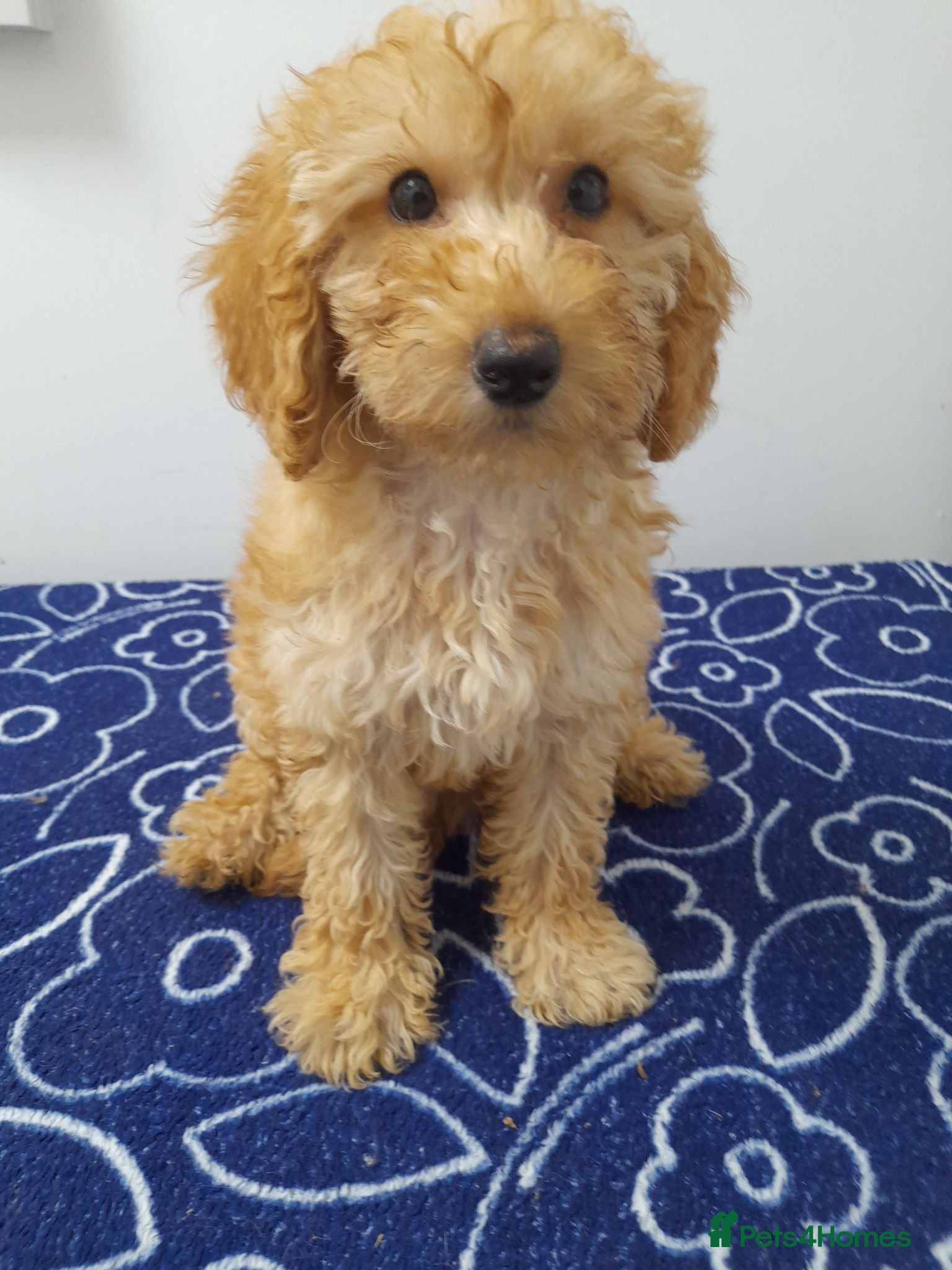 Miniature Poodle dogs Beautiful miniature poodle puppies ready now - Advert 6