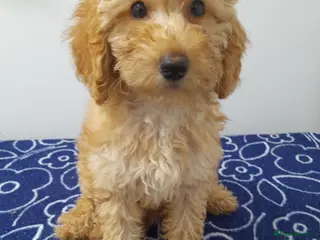 Miniature Poodle dogs Beautiful miniature poodle puppies ready now - Advert 6