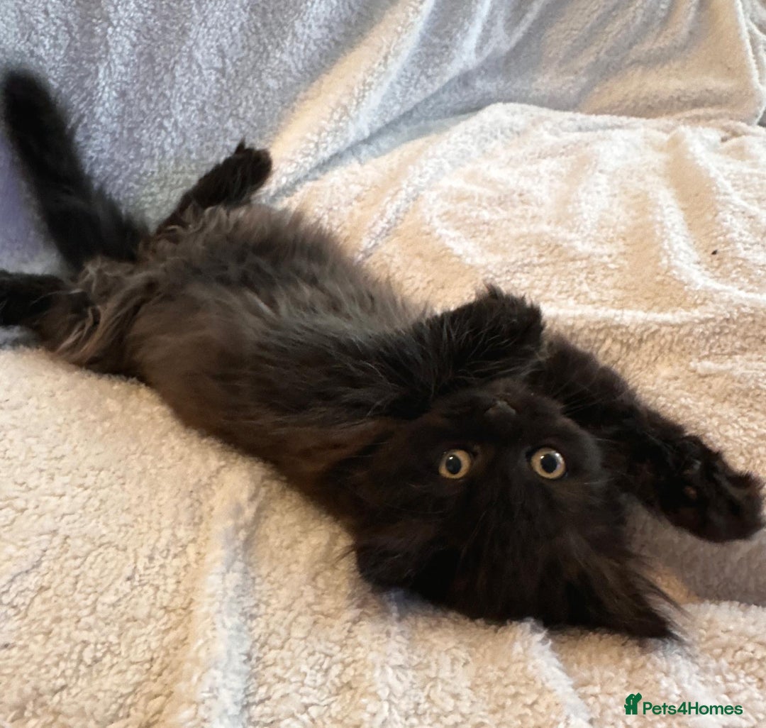 Siberian cats for sale: ❤️ 5 super friendly Siberian mix kittens ❤️ - Image 13