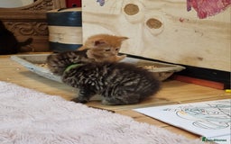 Maine Coon cats for sale: Beautiful Mainecoon X  9 kittens  - Image 6