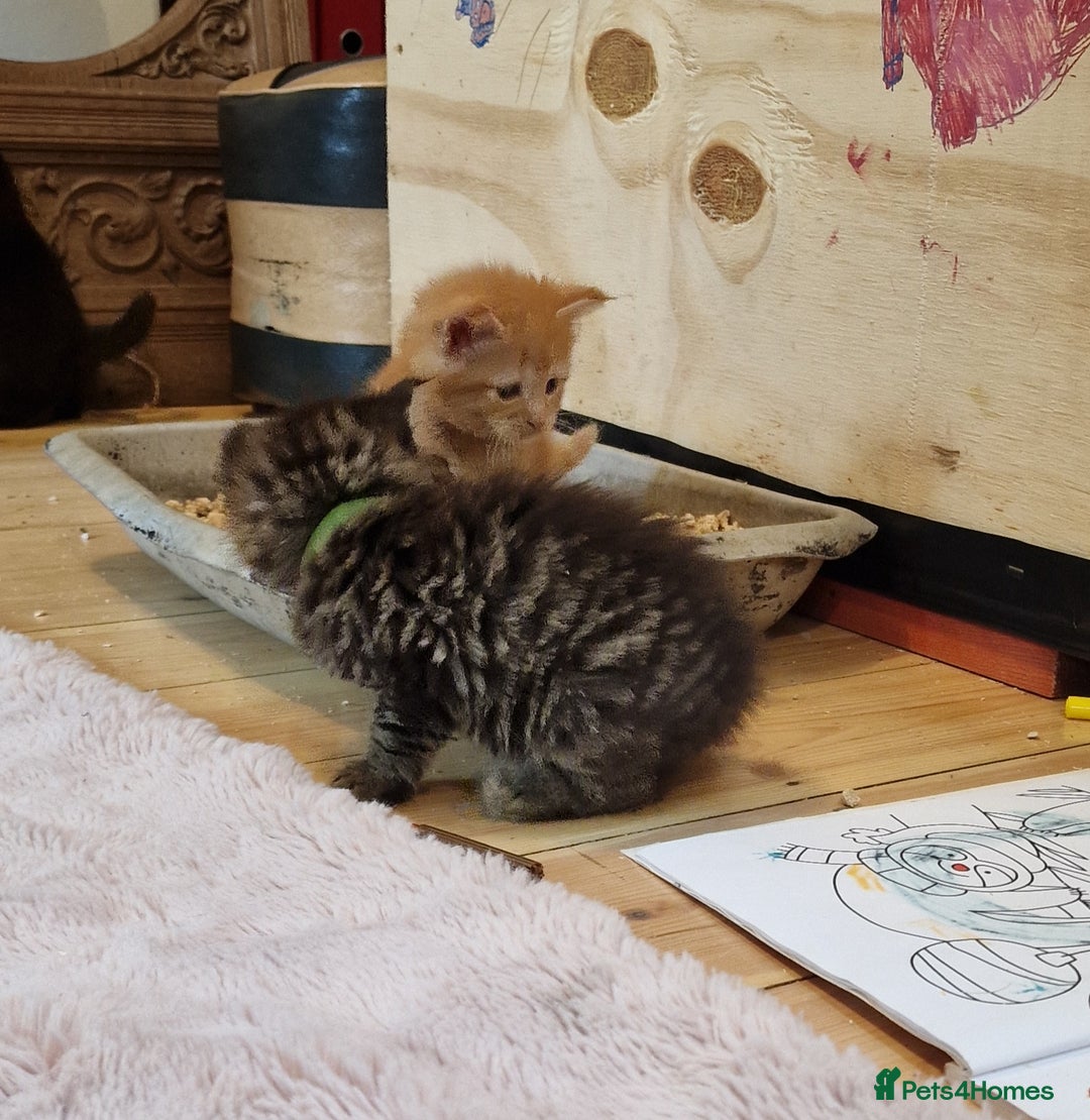 Maine Coon cats for sale: Beautiful Mainecoon X  9 kittens  - Image 6