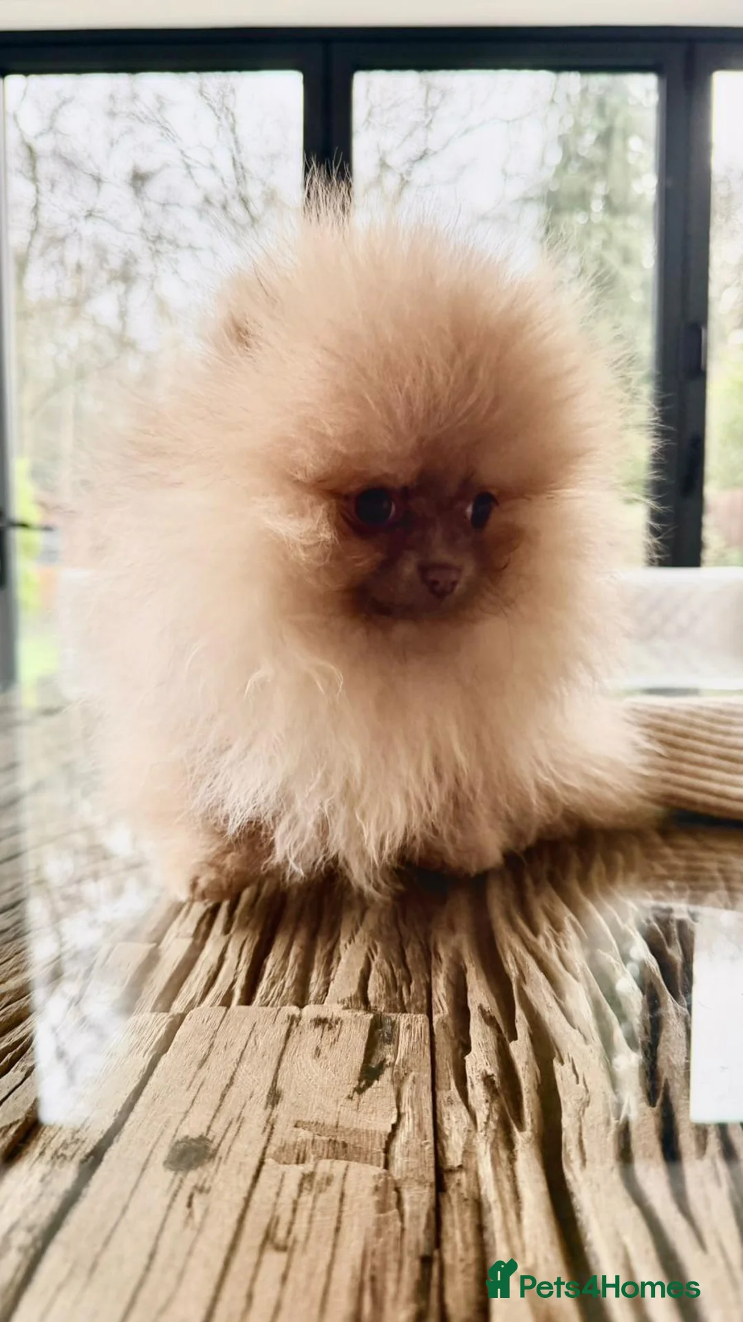 Pomeranian dogs for sale: Stunning Pom Girl for sale - Advert 3