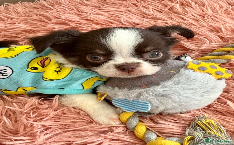 Chihuahua dogs - Advert 1