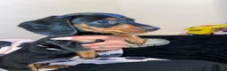 Miniature Dachshund dogs for sale: Tiny miniature dachshund puppies - Advert 9