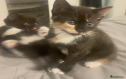 Mixed Breed cats for sale: Delightful mix-breed Siamese-black calico-kittens - Image 35