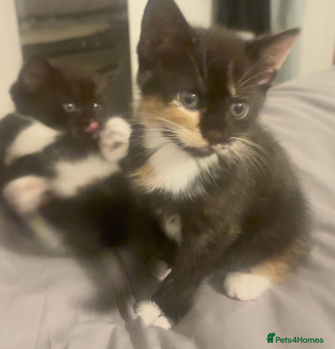 Mixed Breed cats for sale: Delightful mix-breed Siamese-black calico-kittens - Image 35
