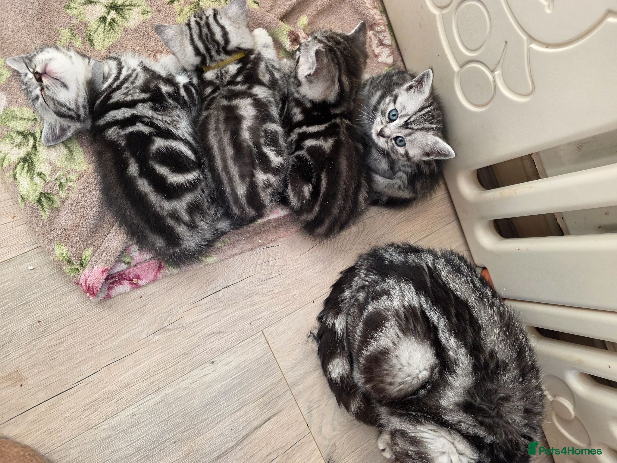 British Shorthair cats Silver Tabby Kittens, Rare GCCF Show Quality.  - Advert 2