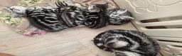 British Shorthair cats for sale: Silver Tabby Kittens, Rare GCCF Show Quality.  - Advert 22