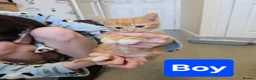 Mixed Breed cats for sale: Beautiful Male kittens - Advert 3