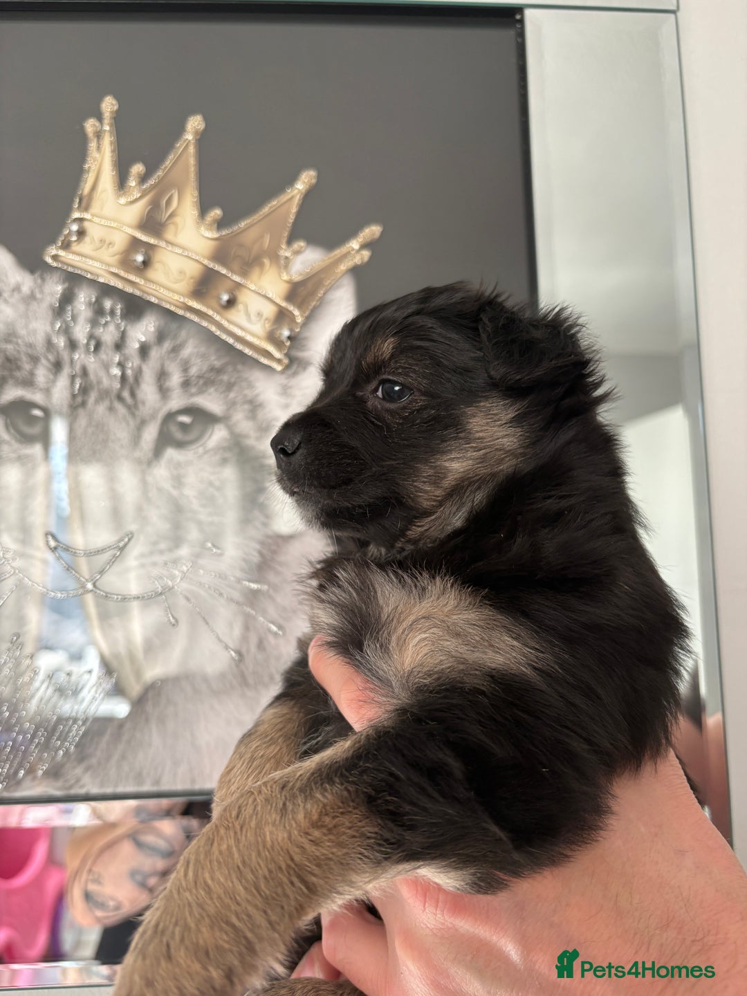 Mixed Breed dogs for sale: Italian volpino x deer head chihuahua puppies  - Advert 10