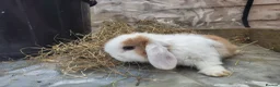 Mini Lop rabbits for sale: Beautiful mini lops available  - Advert 5