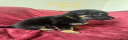 German Shepherd dogs for sale: Stunning Family Raised German Shepherd Puppies - Advert 26