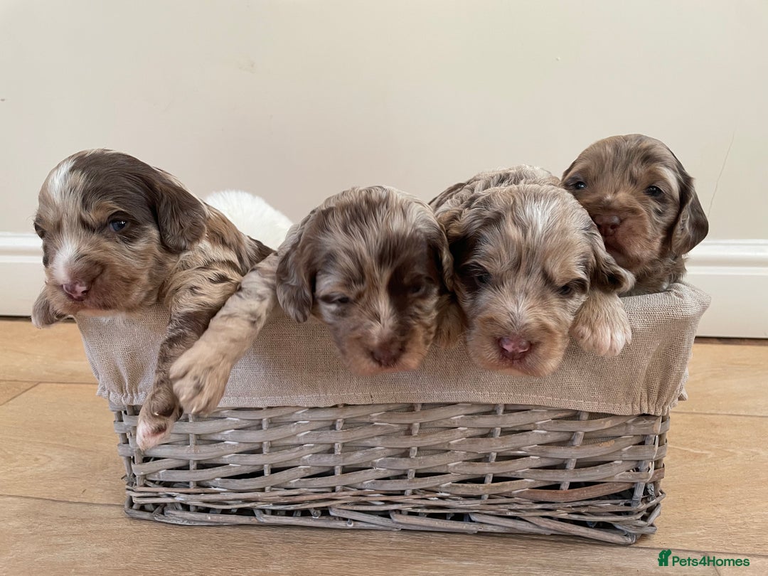 Sproodle dogs for sale: Sproodle Puppy 3 - 💥 Rare Gorgeous Chocolate Merle Sproodles 🐶 - Image 3
