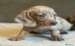 Miniature Dachshund dogs for sale: KC Reg Miniature Dachshund Puppies  - Image 13