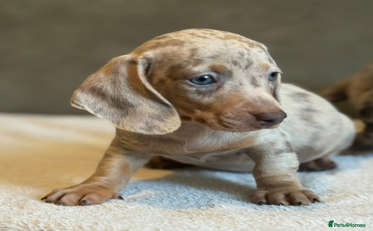 Miniature Dachshund dogs - Advert 7