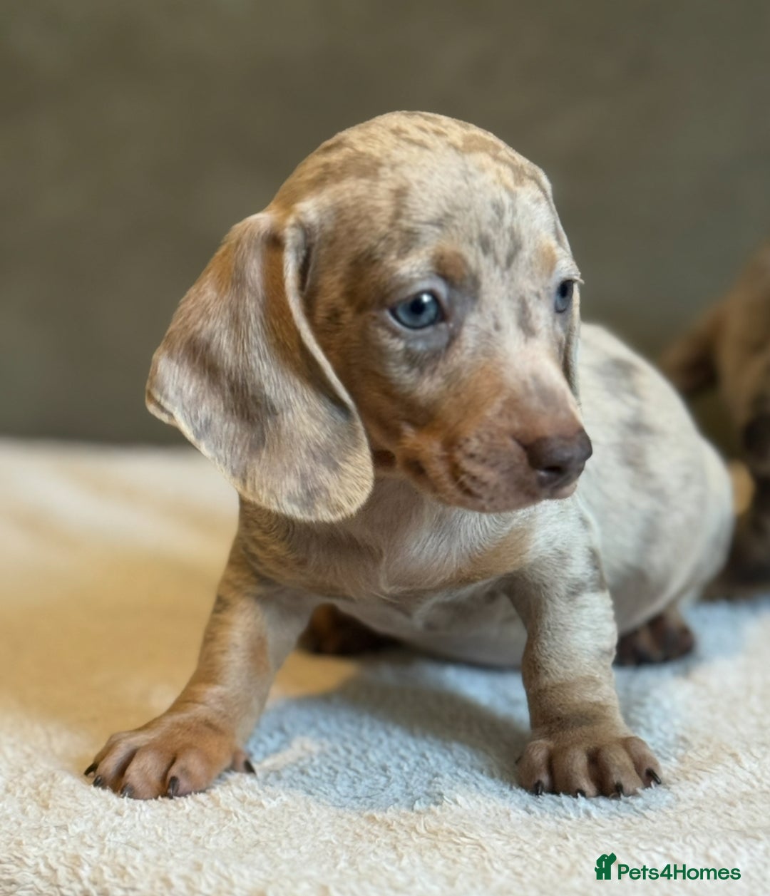 Miniature Dachshund dogs for sale: KC Reg Miniature Dachshund Puppies  - Image 13