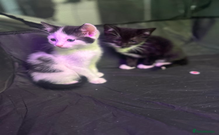 Mixed Breed cats - Advert 4