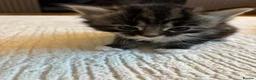 Mixed Breed cats for sale:  Beautiful Kittens Looking for a Forever Homes 🐾 - Advert 11