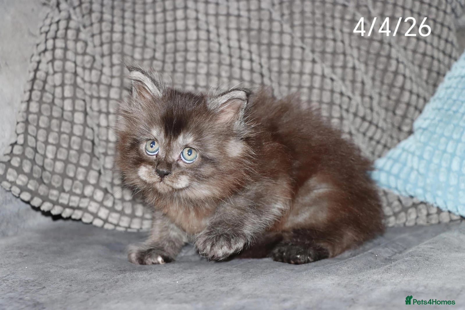 Maine Coon cats Xl polydactyl Black smoke maine coon - Advert 7