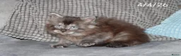 Maine Coon cats for sale: XL Polydactyl Black Smoke Maine Coon - Advert 14