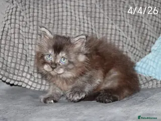 Maine Coon cats Xl polydactyl Black smoke maine coon - Advert 7