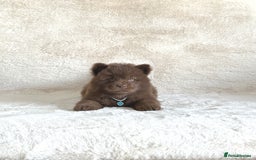 Chow Chow dogs for sale: Exotic colour chowsky puppies for sale  - Image 8