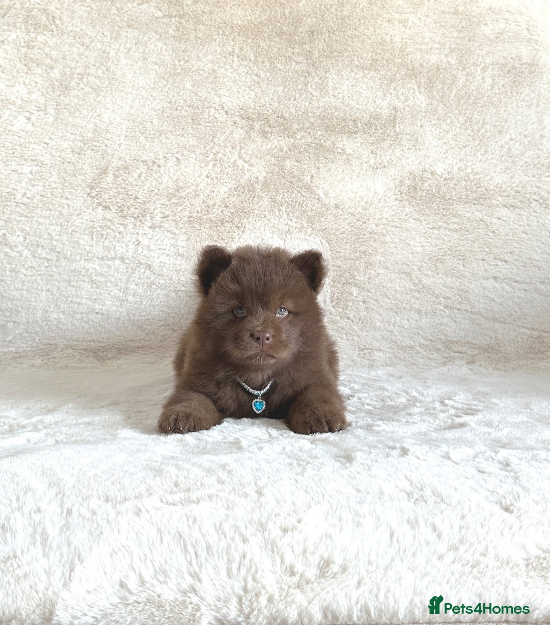Chow Chow dogs for sale: Exotic colour chowsky puppies for sale  - Image 8