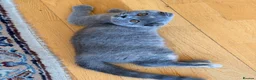 Scottish Fold cats for sale: Luxury Scottish folded NY12 ready to going.  - Advert 6