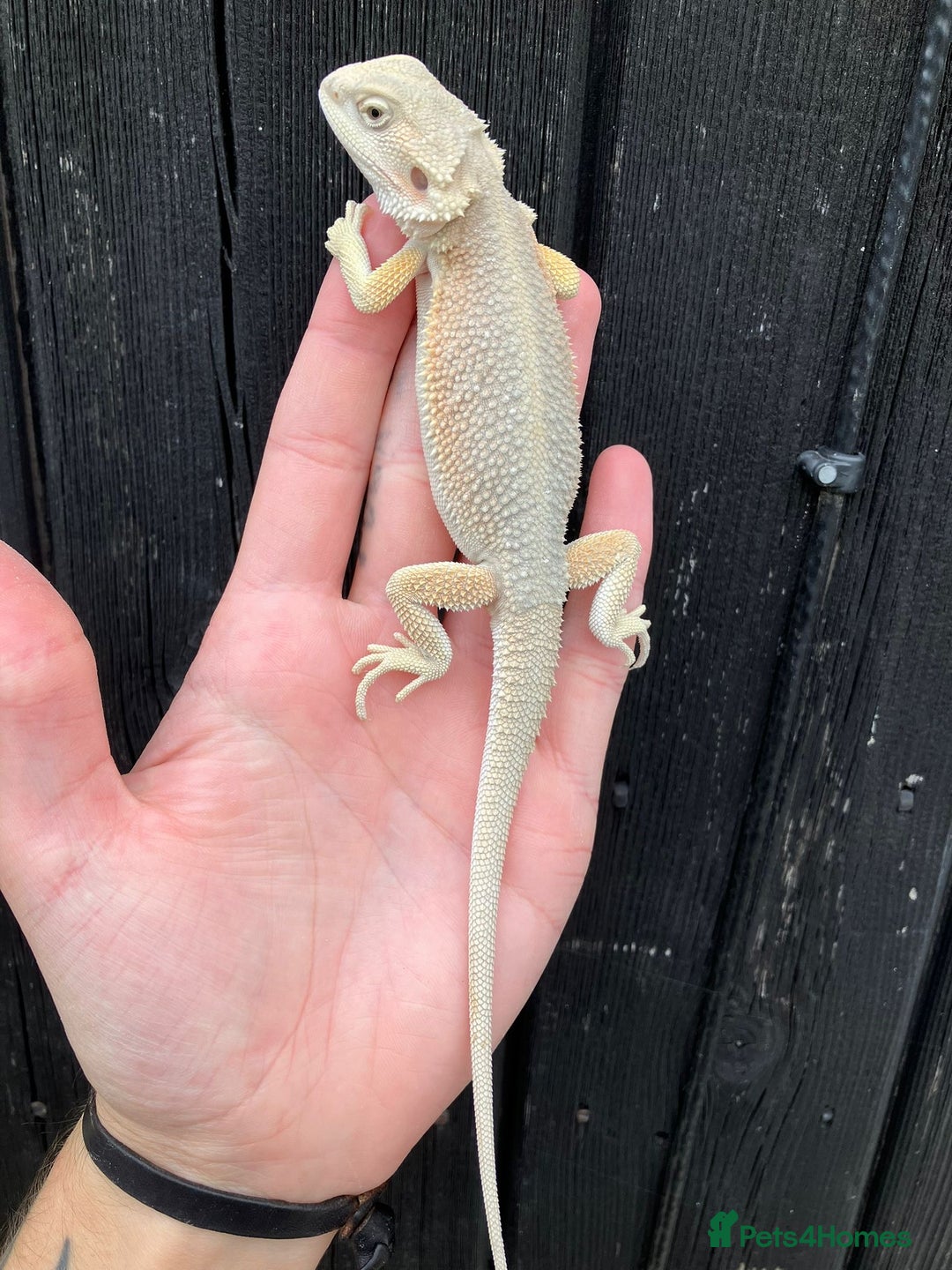 Bearded Dragon reptiles for sale: Bearded Dragons - stunning babies  - Image 8
