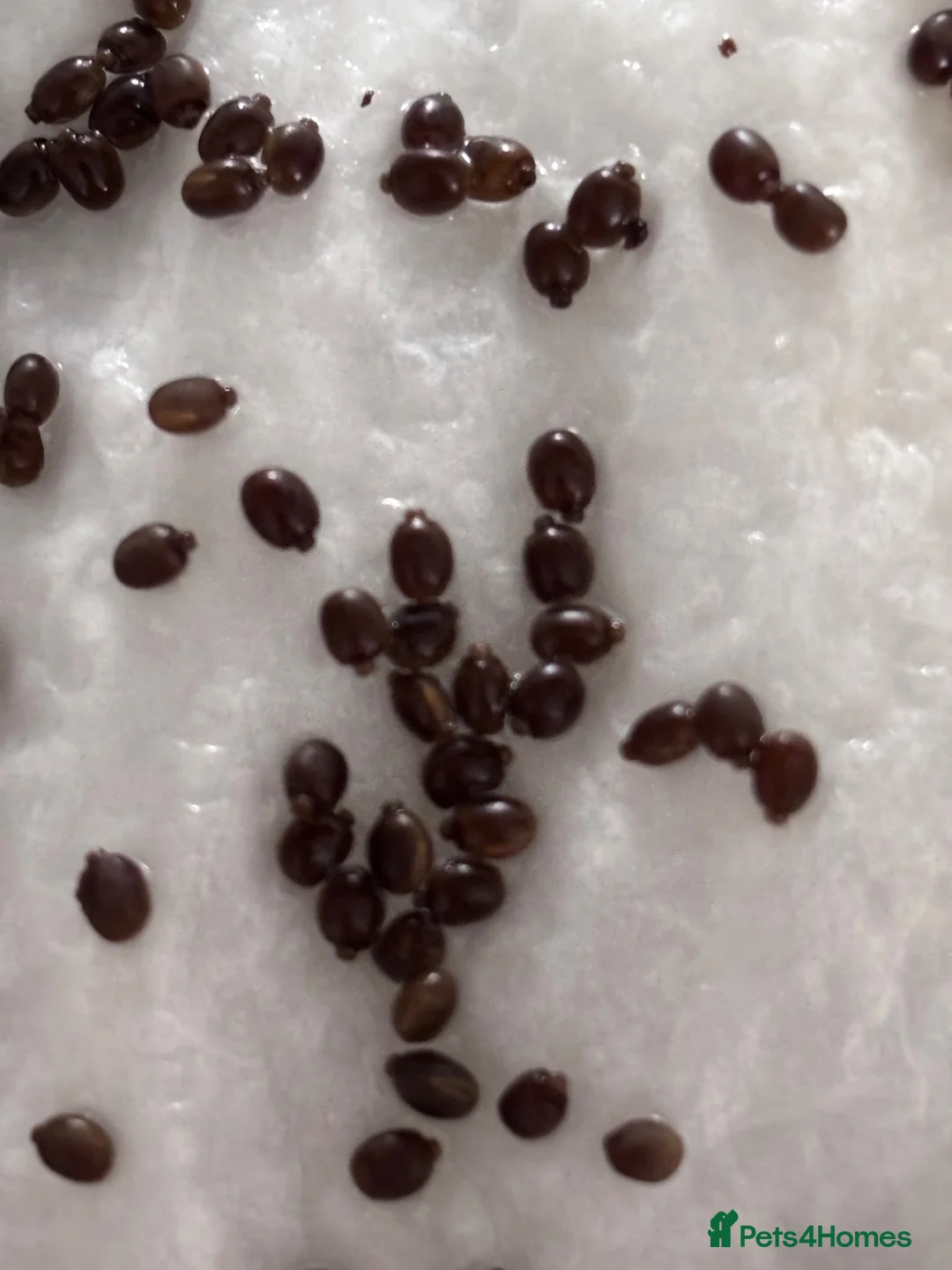 Mixed Breed reptiles for sale: 10 Indian stick insects eggs in Hull - Advert 2