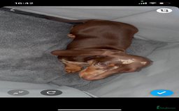 Dachshund dogs for sale: Dapple Boy Dachshund 🐶🐶 - Image 5