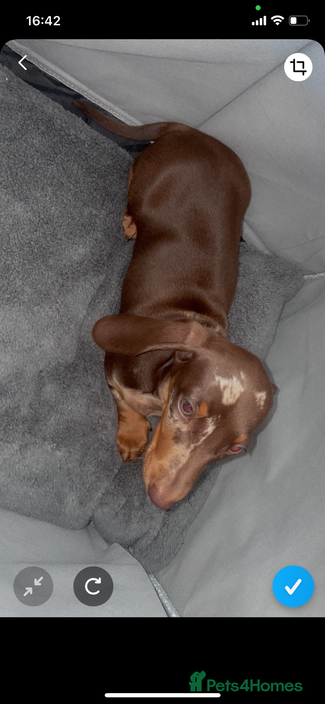 Dachshund dogs for sale: Dapple Boy Dachshund 🐶🐶 - Image 5