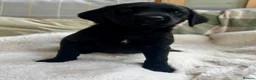 Labrador Retriever dogs for sale: KC reg Labrador , health tested parents  - Advert 16