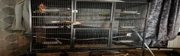 Parakeets birds for sale: Indian ringneck parakeet  in Chesterfield - Advert 1