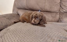 Cocker Spaniel dogs for sale: Cocker spaniel puppies  - Image 10