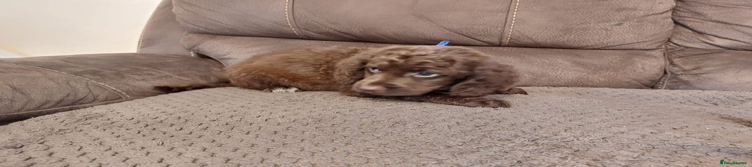 Cocker Spaniel Puppy 3