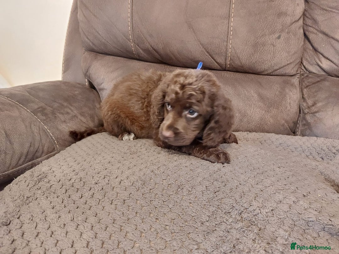 Cocker Spaniel dogs for sale: Cocker spaniel puppies  - Image 10
