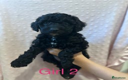 Cockapoo dogs for sale: Beautiful F1B cockapoo puppies READY TO GO - Image 9