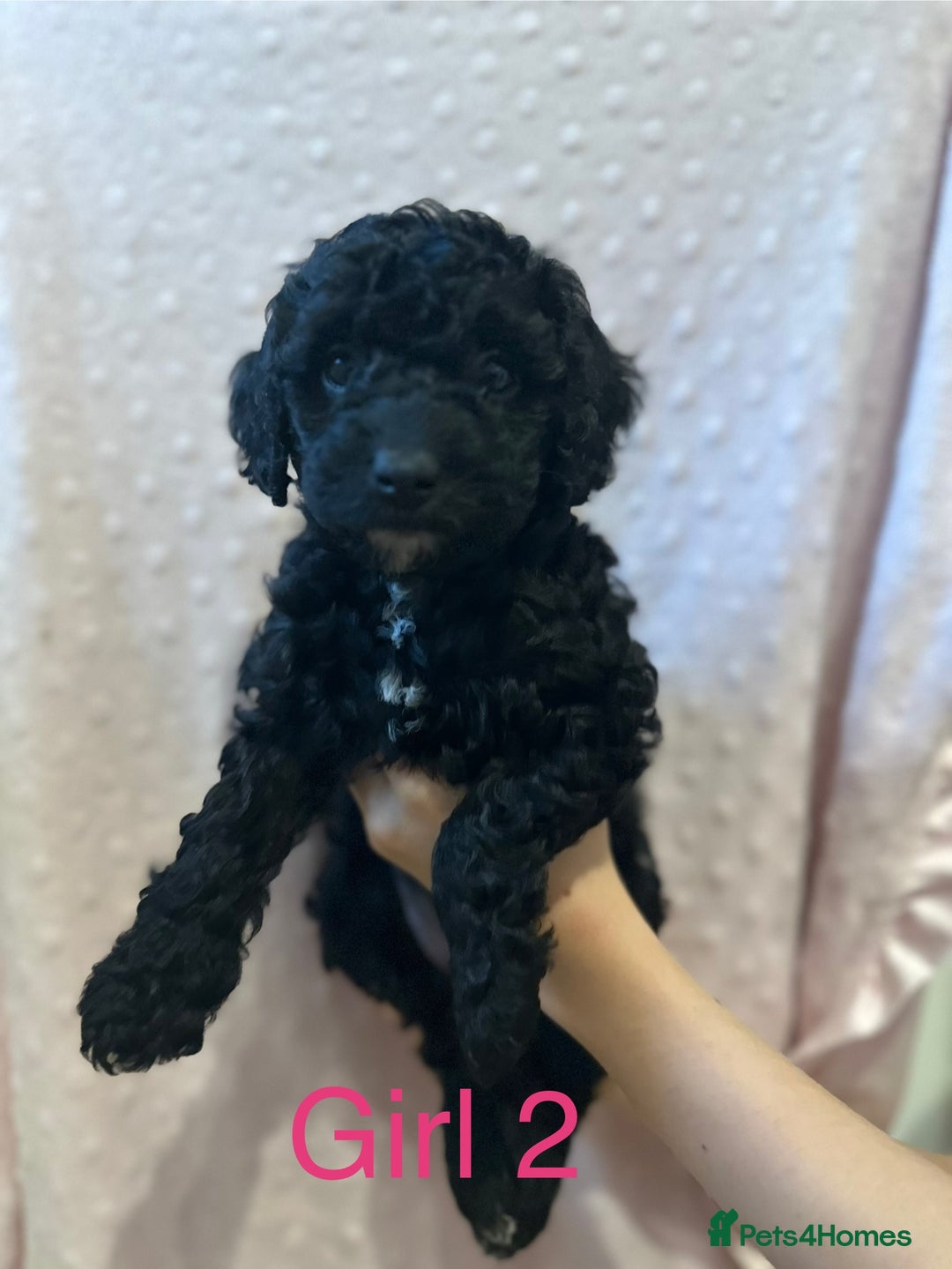 Cockapoo dogs for sale: Beautiful F1B cockapoo puppies READY TO GO - Image 9