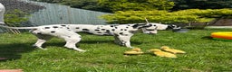 Dalmatian dogs for sale: Stunning mixed litter of Dalmatians  - Advert 11