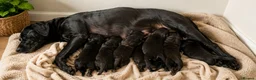Borador dogs for sale: Beautiful borador puppies  - Advert 4
